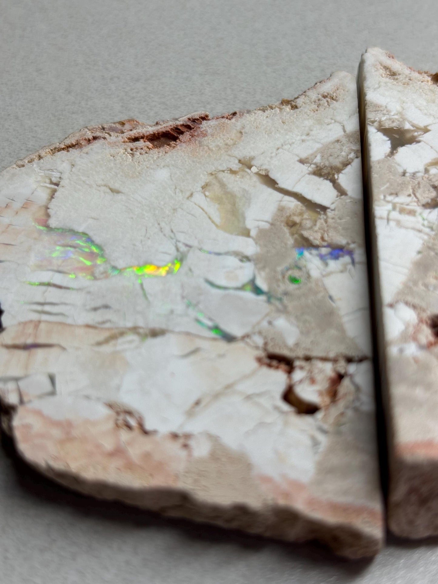 sensational Opalised petrified wood