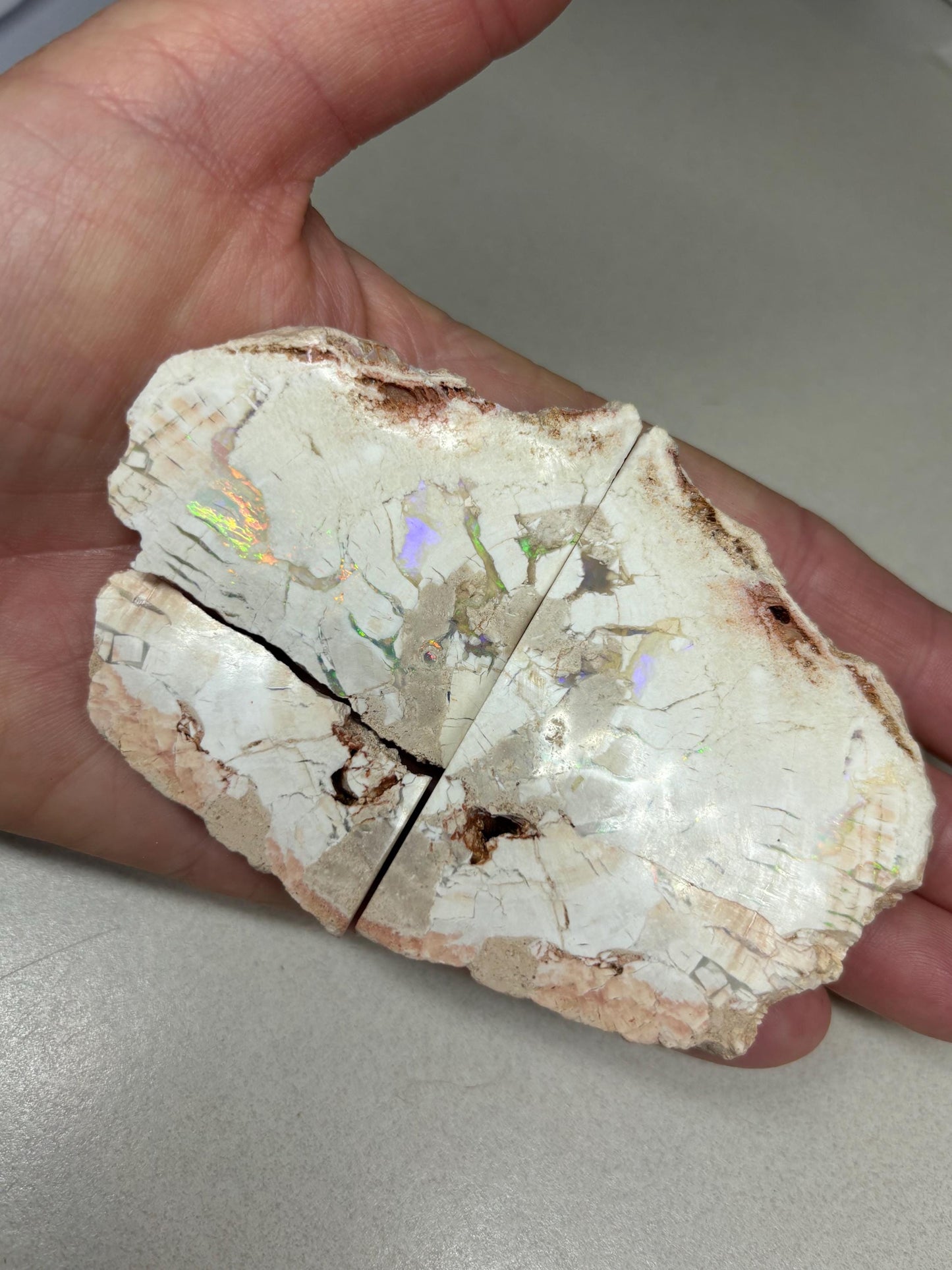 sensational Opalised petrified wood
