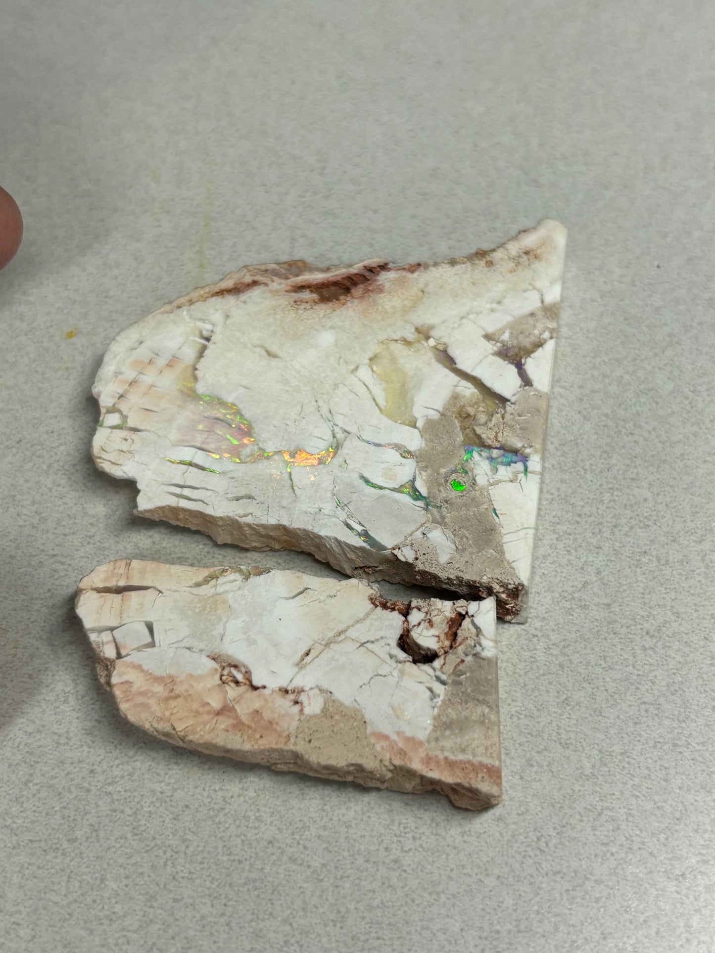sensational Opalised petrified wood