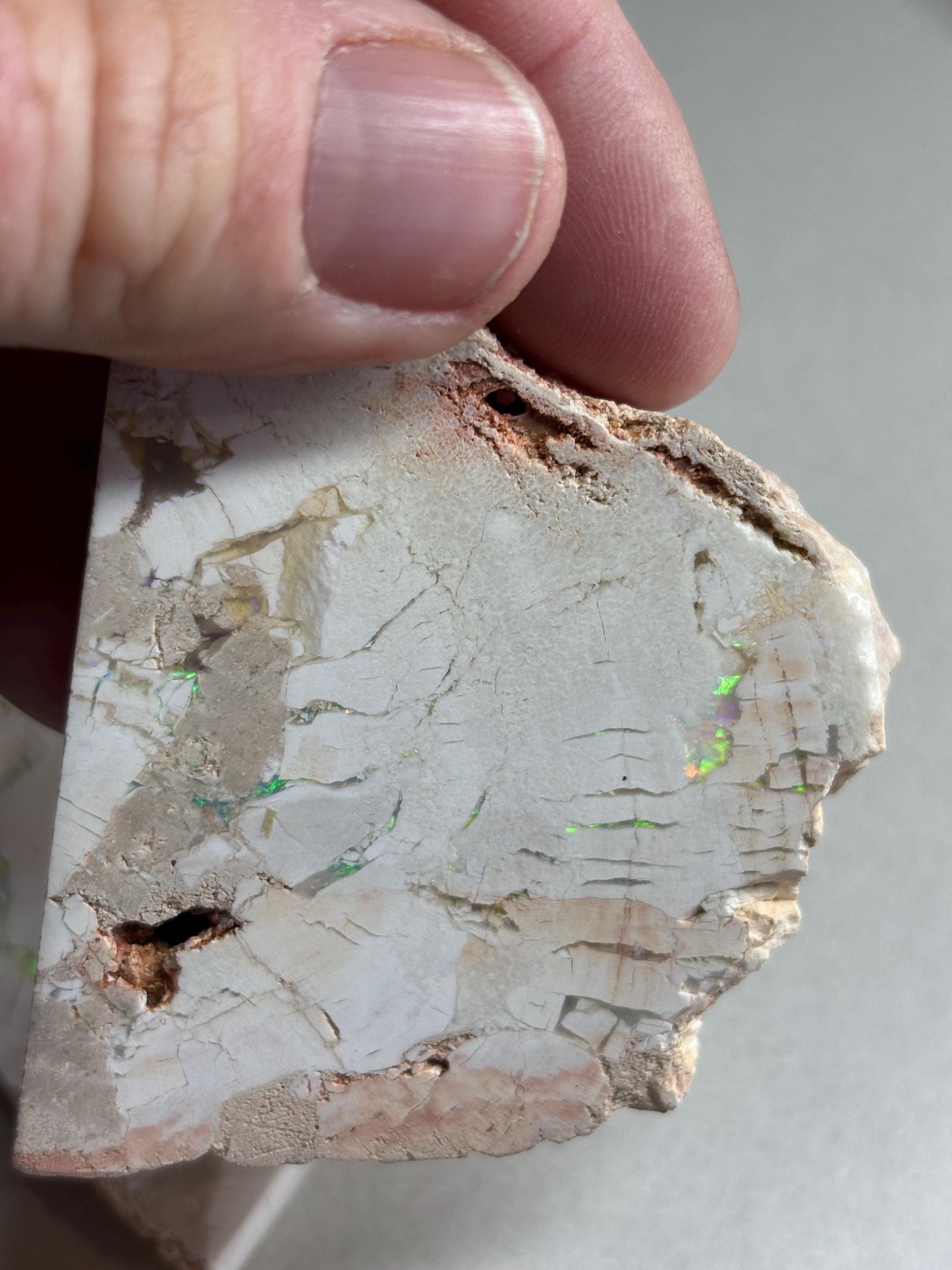 sensational Opalised petrified wood