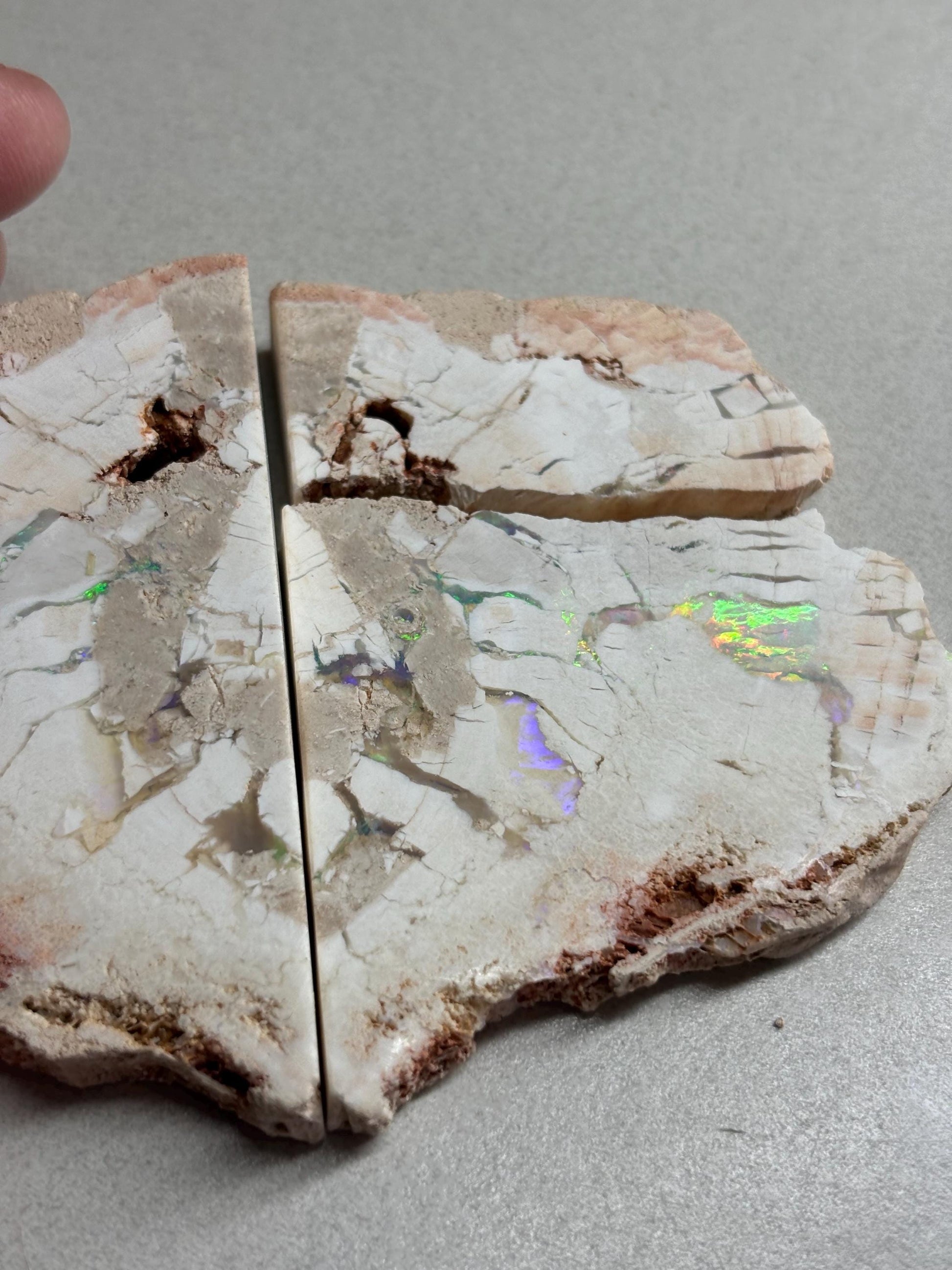 sensational Opalised petrified wood