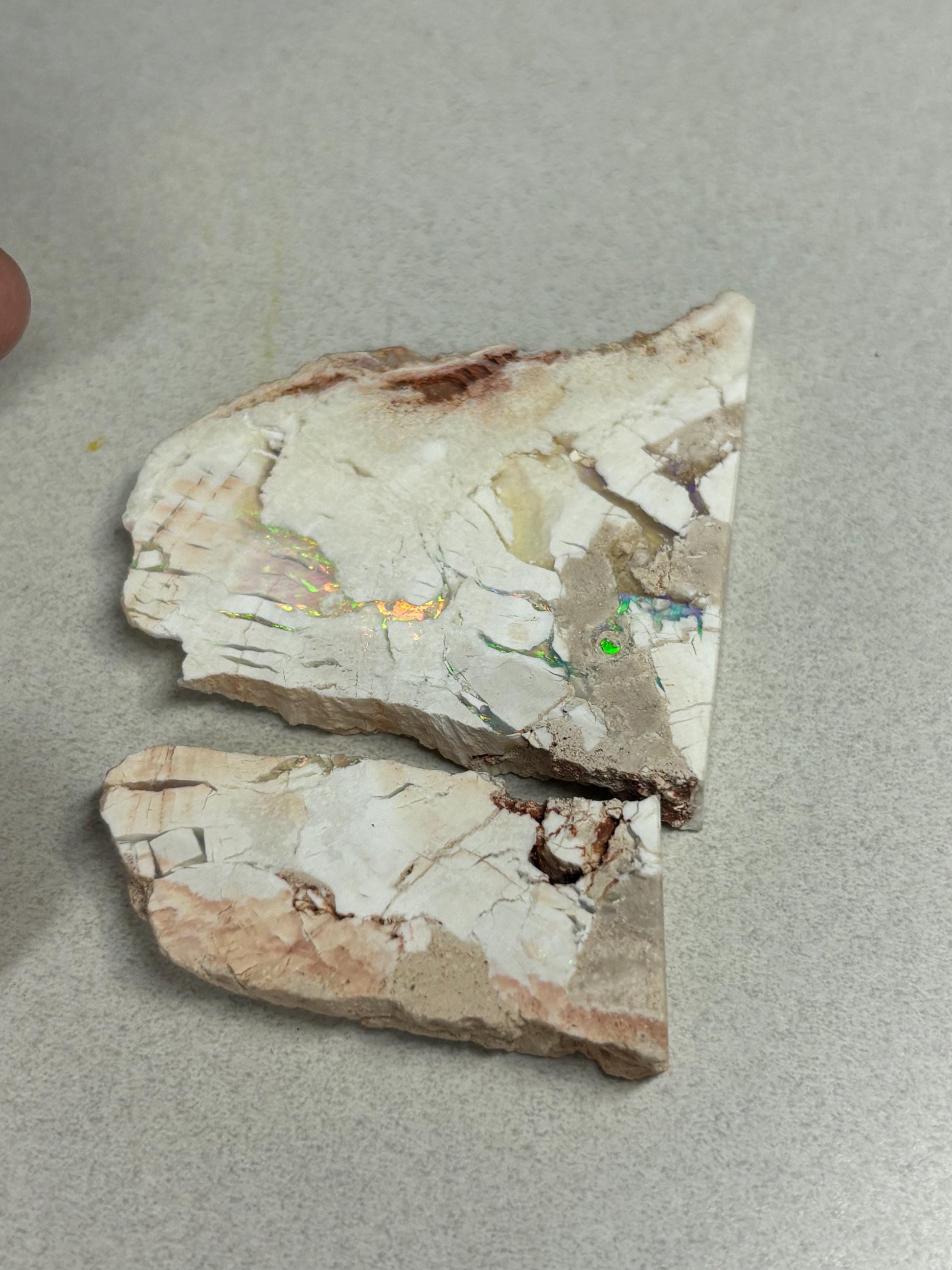 sensational Opalised petrified wood