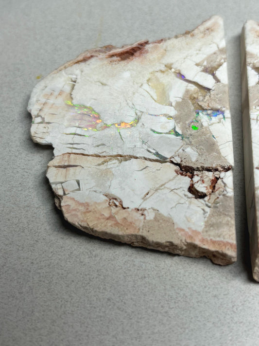 sensational Opalised petrified wood