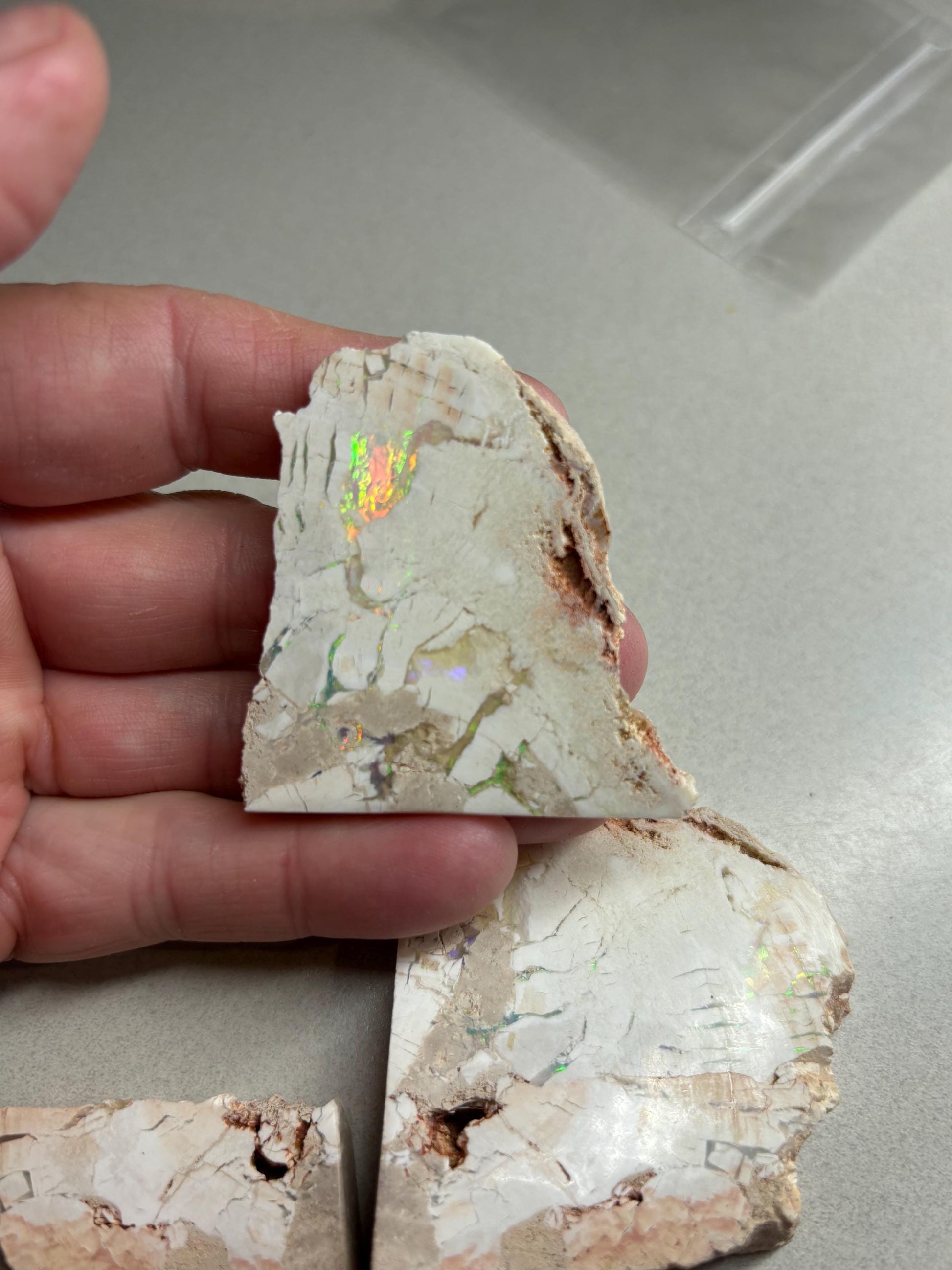 sensational Opalised petrified wood