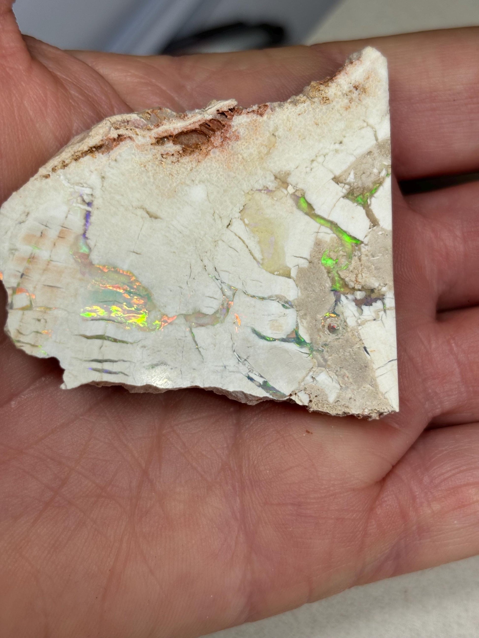 sensational Opalised petrified wood