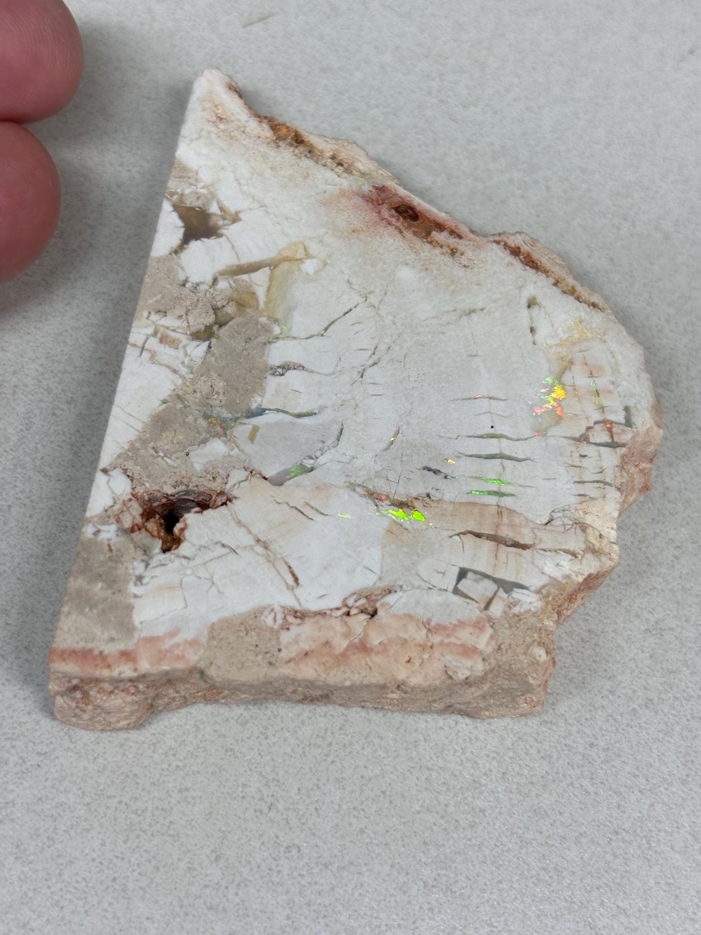 sensational Opalised petrified wood