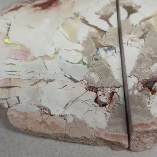 sensational Opalised petrified wood
