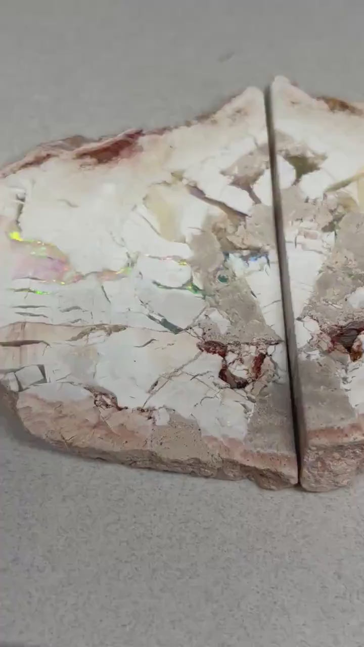 sensational Opalised petrified wood